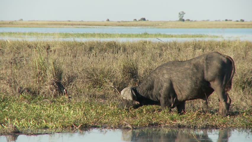 A buffalo feeds on grasses on the Chobe river as waterbirds fly in the distance