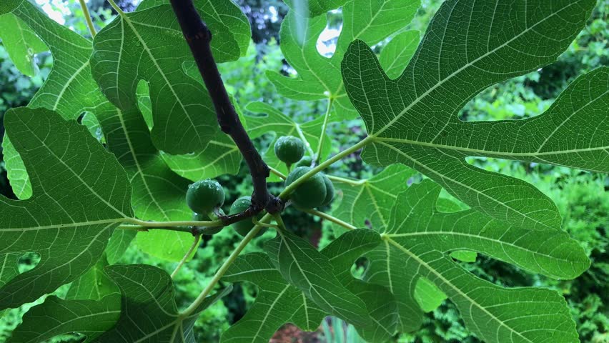 Rainy Day Unripe Figs on Branch