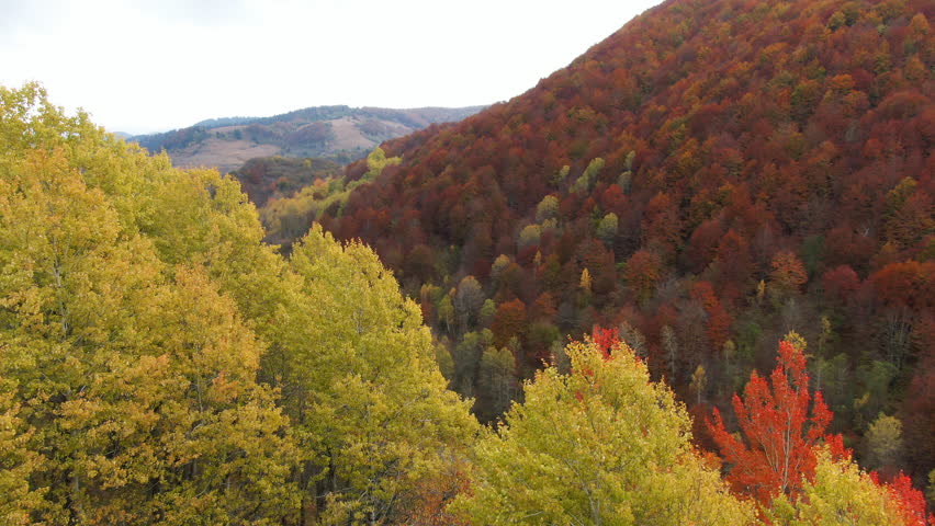 A view of trees on a hillside with foliage in shades of yellow orange and brown More hills can be seen in the distance under a sky with some clouds