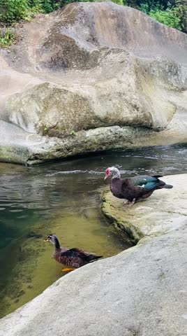 two cute ducks in the water
