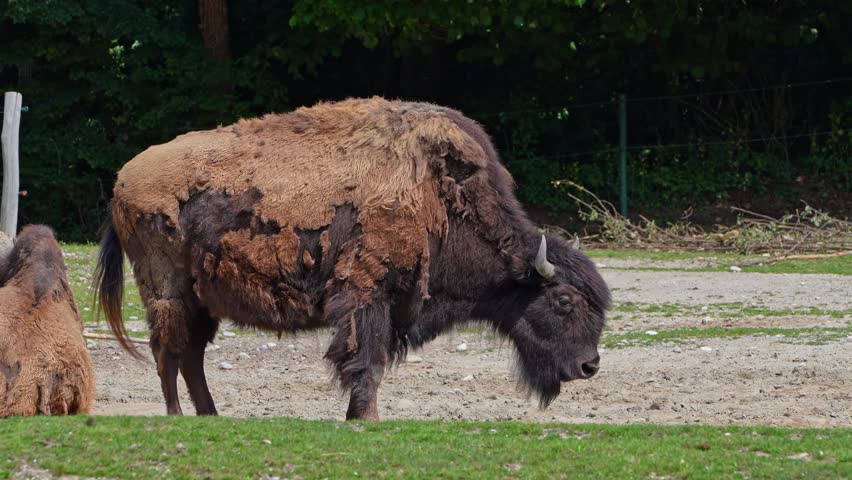 The American bison or simply bison, also commonly known as the American buffalo or simply buffalo, is a North American species of bison that once roamed North America in vast herds. 