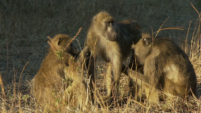 Two female baboons groom a male baboon in the early morning light