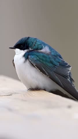 A beautiful tree swallow bird is perched on a wooden surface in nature. This close up view captures the beauty of this small avian creature in its natural habitat.