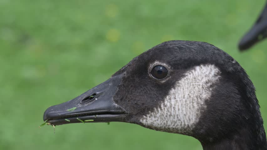 Canada Goose (Branta canadensis) head in closeup. August, Kent, UK. Half speed