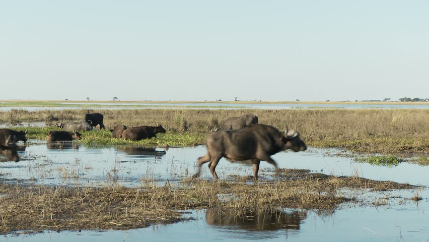Two buffalo cross the chobe river while the third runs across