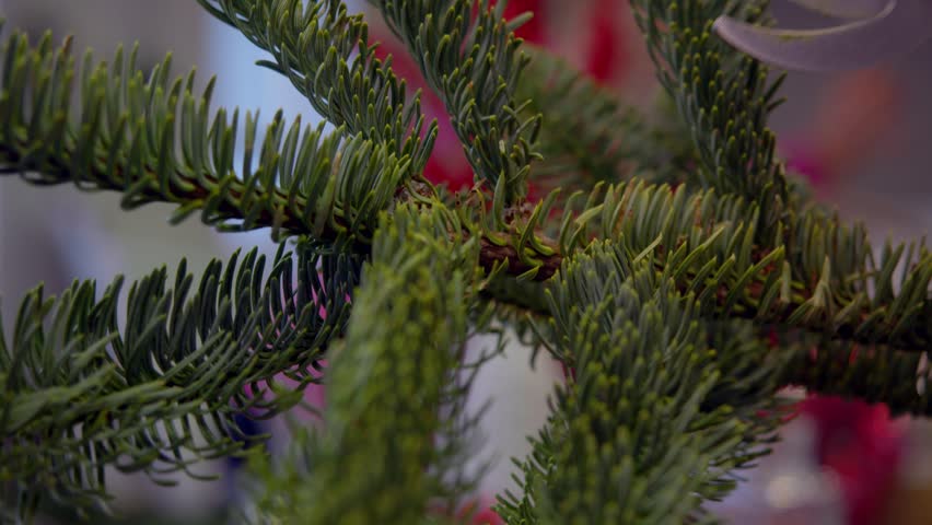 A close-up shot of spruce branches being trimmed with a sharp pair of pruners, as part of the preparation for a Christmas wreath or bouquet.