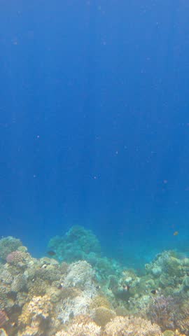 A group of people swim over a coral reef