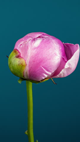 Pink Peony Open Flower in Time Lapse on a Blue Background. Wedding Concept. Side View on Pink Flower with Yellow Stamens