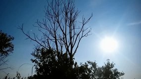 Footage of a tree with bare branches swaying gently in the wind, with the bright sun and clear blue sky in the background - Powered by Shutterstock - Get 15% off with code: PIKWIZARD15