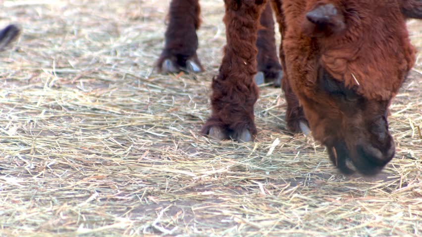 Alpaca Vicugna pacos animal from the camel homeland. Brown and white color wool head.