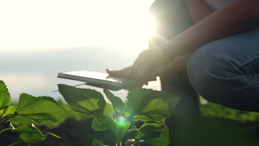 Agriculture, Smart farms of today, Woman manages field with tablet, Data in rural agriculture, New dawn for farming, Technology supports growth, Fieldwork in sunshine, Tablet guides plant inspection