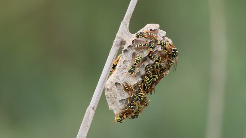 Paper wasp Polistes dominula nest filled with individuals, El Hondo Natural Park, Spain