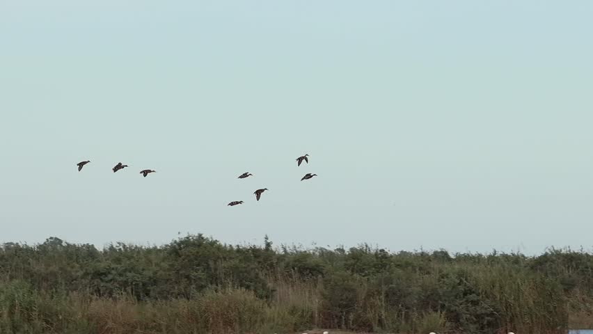 A group of ducks fly over flamingos and land in the water of the wetland in El Hondo Natural Park, Spain.