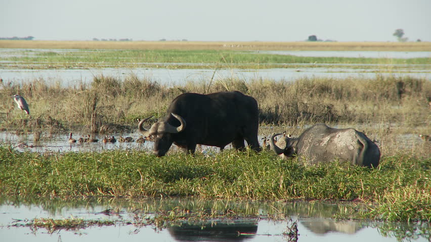 Two buffalo wade in shallow waters of the Chobe River feeding on the grasses as