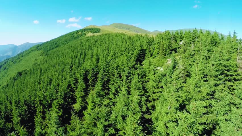 Breathtaking aerial view of beautiful pine trees covering rolling hills in a natural landscape. Perfect for nature, environment, travel, adventure, forest, mountain scenery, and eco-conservation photo