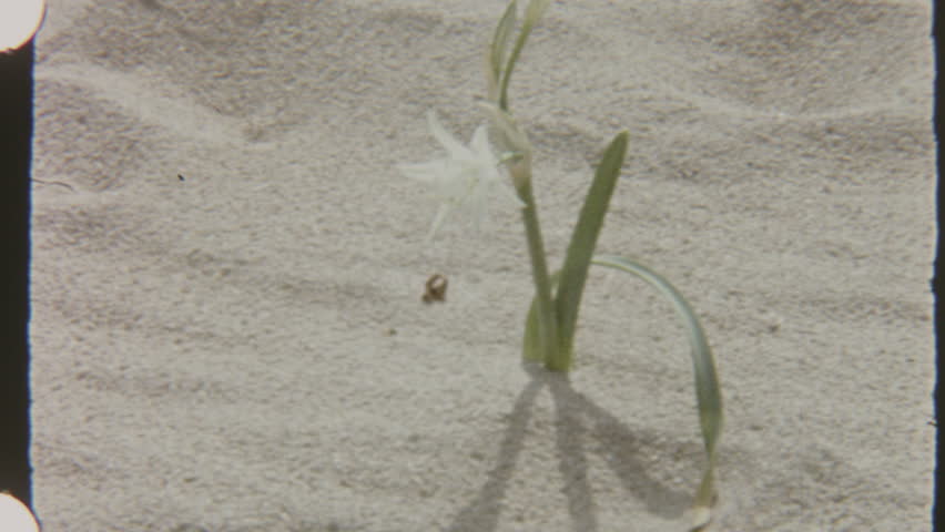 This 8mm film from 1970s Tunisia features a delicate white sand lily flourishing amidst the arid desert terrain, with soft grain and warm color tones lending an authentic, nostalgic touch