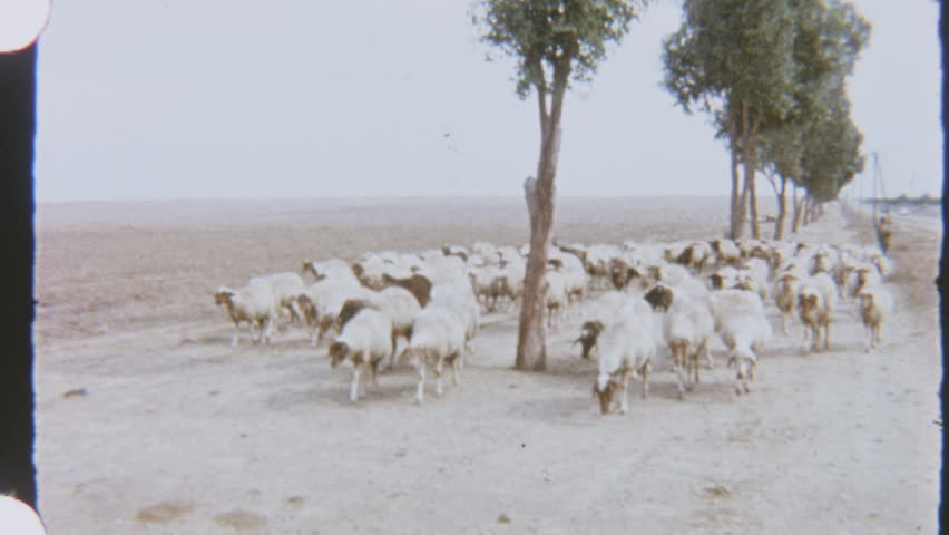 This vintage 1970s 8mm film shot in Tunisia captures a flock of sheep steadily moving along a dusty, well-worn path through an arid landscape framed by sparse trees and rolling terrain