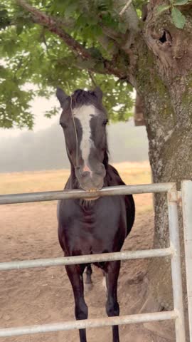 Petting and feeding two horses in a stable. Pilgrims on the Camino de Santiago connect with animals during spiritual journey in rural Spain