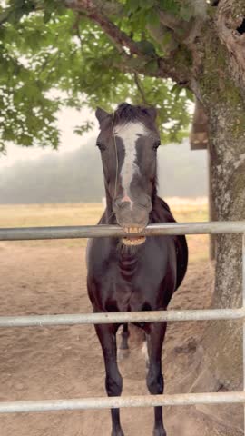 Petting and feeding two horses in a stable. Pilgrims on the Camino de Santiago connect with animals during spiritual journey in rural Spain