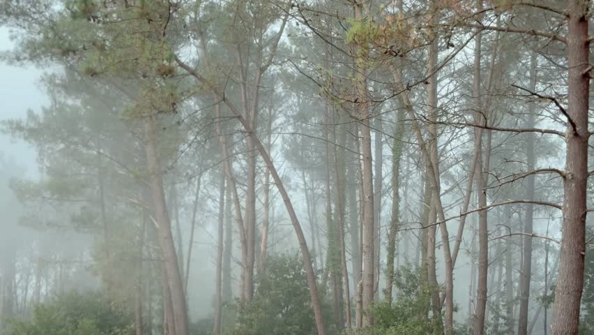 Misty Morning in a Pine Forest. Fog Gently Covers the Trees in a Calm and Serene Natural Landscape