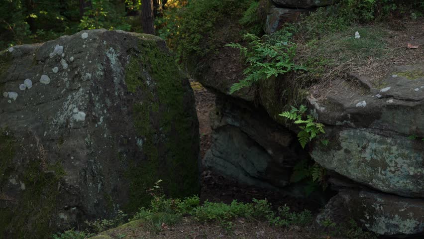 A natural backdrop, a journey into the depths of nature. Rocks along the trail are covered in moss and ferns.