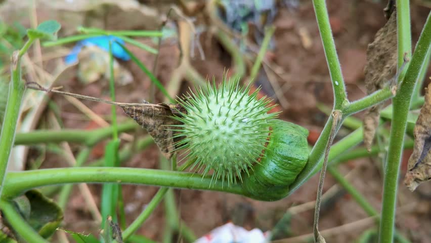 a spiky thistle plant, which showcases natures remarkable beauty. close up shot.