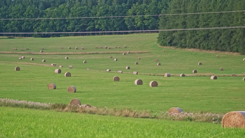 Agricultural Field with Hay Bale Rolls after Summer Harvest Season