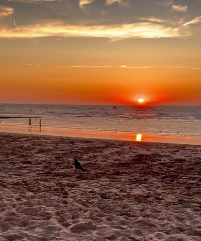 Beautiful sunset over the North sea, silhouettes of people on the beach, black bird crow walking on the sand, orange sky. Ostend, Belgium. 