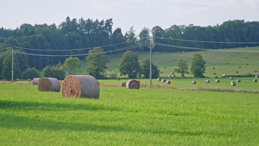 Agricultural Field with Hay Bale Rolls after Summer Harvest Season