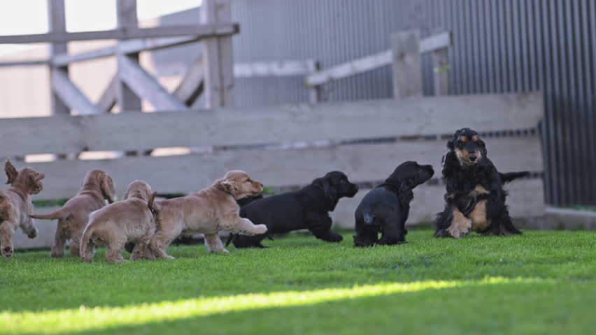 Cute litter of puppies running on green grass.