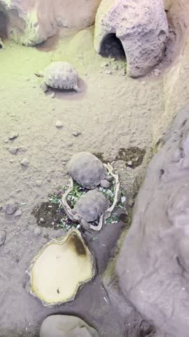 Small turtles seen from above eating.