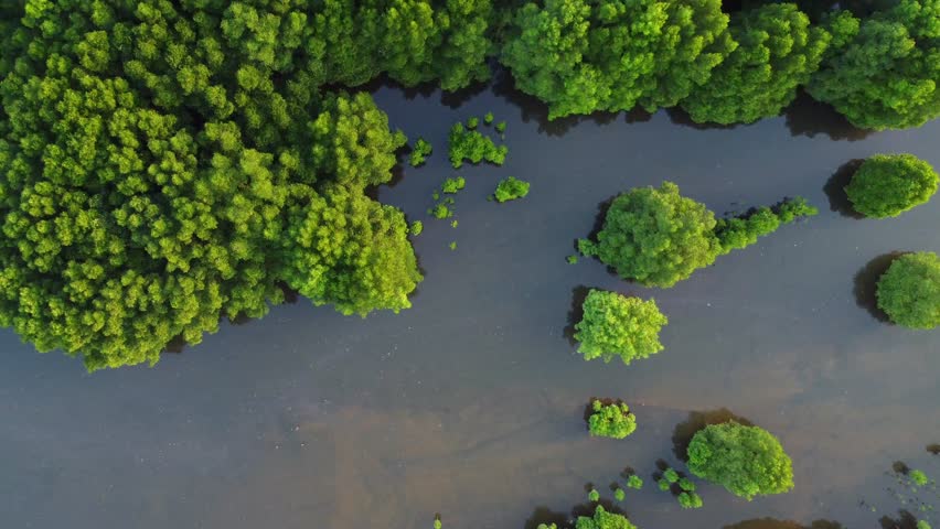 Aerial drone view of lush green mangrove forest with trees growing above water, natural ecosystem landscape, tropical coastal environment, environmental conservation concept.	