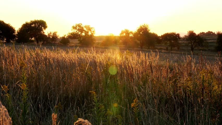 Golden Sunset Over Meadow With Moving Wheat – Cinematic Nature Panning Shot