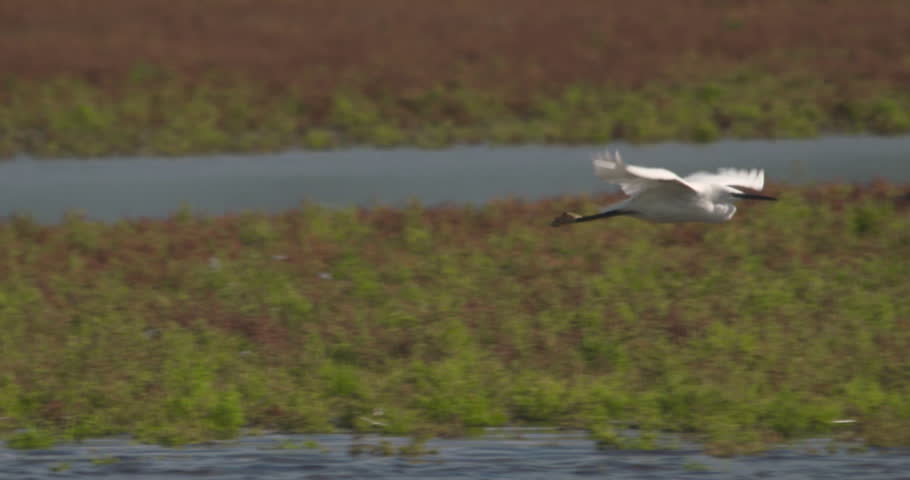 White Little Egret bird flying over green river landscape slow motion