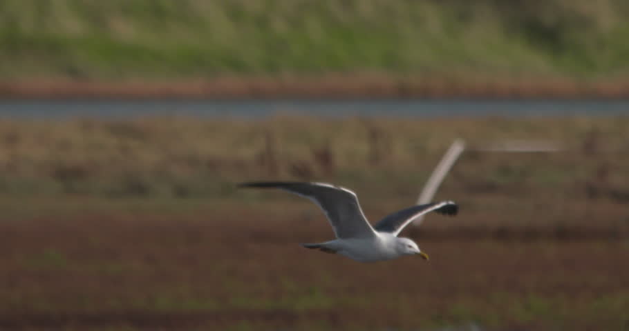 Seagull flying over wetland landscape slow motion nature