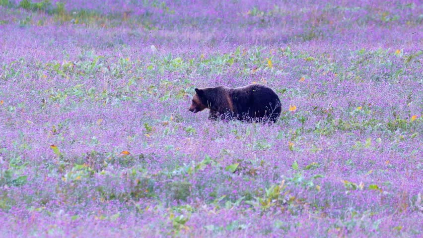 A wild grizzly bear is captured walking through a field at Glacier National Park, showcasing its powerful presence in its natural habitat