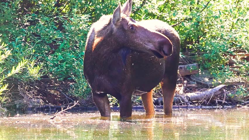 A giant wild moose stands in the calm, reflective waters of a lake in the Many Glacier area of Glacier National Park