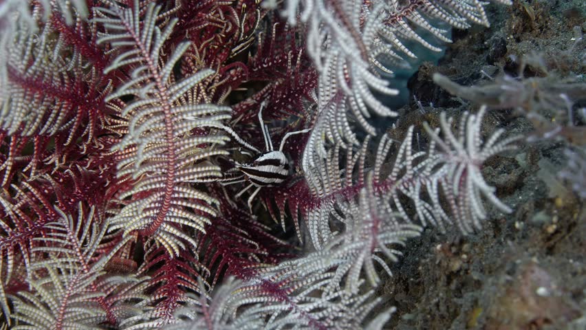 The crab hides inside the sea lily. Feather star squat lobster (Allogalathea elegans) Indo-Pacific, 2 cm ID: longitudinal dark stripe down the carapace.