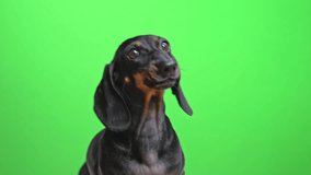 Dachshund, Curious, Green, Backdrop, Observing, Dog, Pet, Animal, Background, Portrait, Adorable, Canine, Adorable dachshund dog posing on bright green background, barking cheerfully, licking and - Powered by Shutterstock - Get 15% off with code: PIKWIZARD15