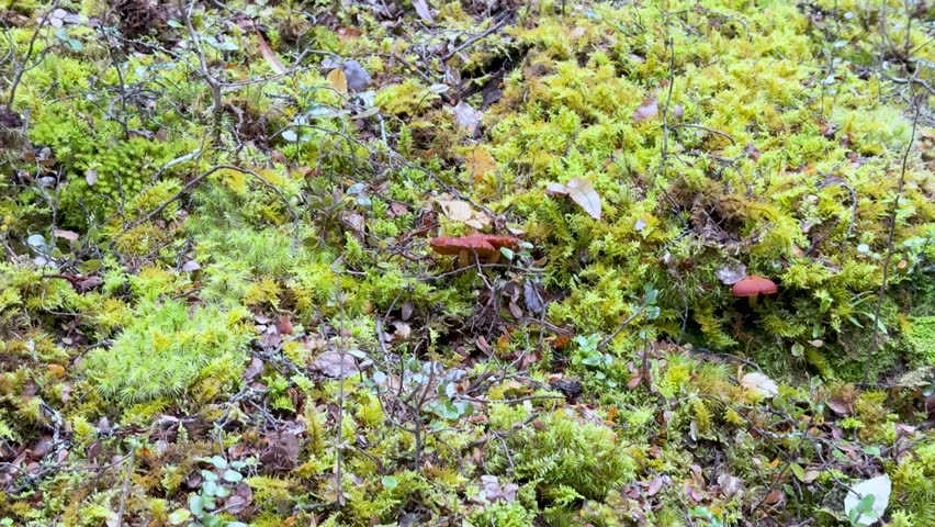 Camera slowly pans over lush moss, lichen, and bark on a forest hillside in daylight