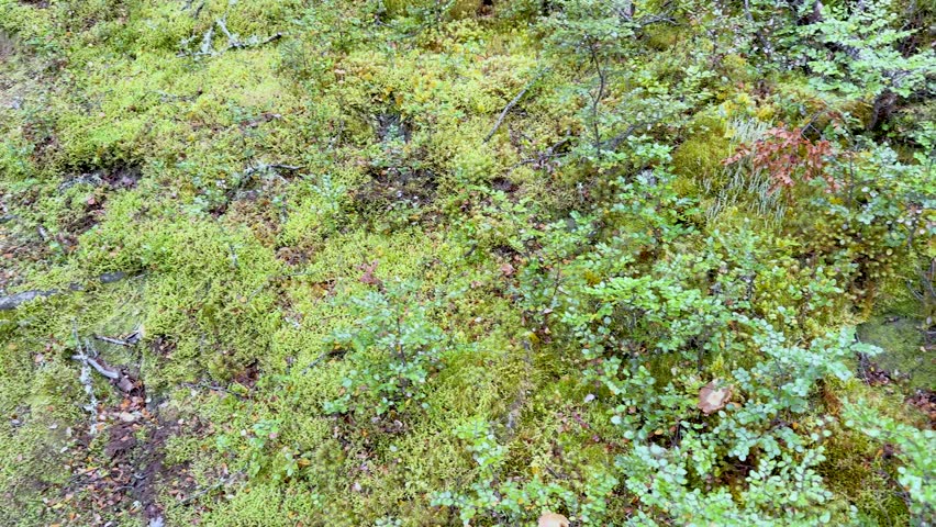 Camera slowly pans over lush moss, lichen, and tree stump in damp forest lighting