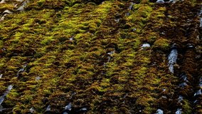 Thick Green Moss Covering Old Asbestos Roof Tiles in Dense Layer Under Natural Light - Powered by Shutterstock - Get 15% off with code: PIKWIZARD15