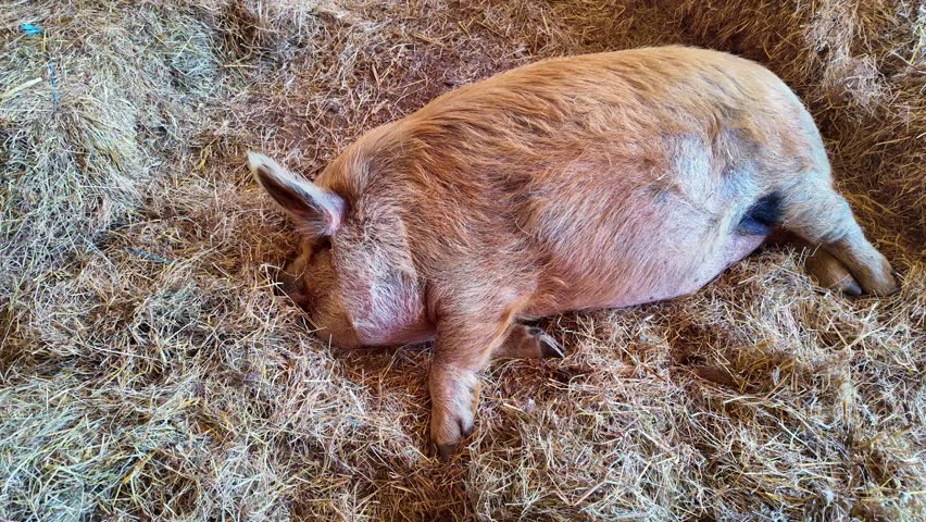 Cute brown pig sleeping peacefully in bed of straw. Close-up