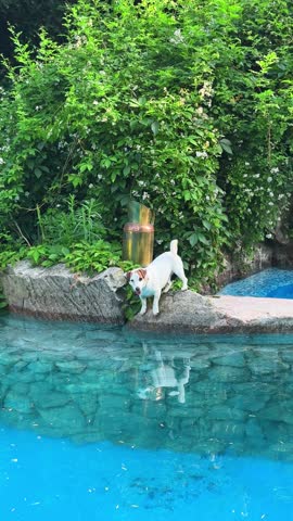 Energetic dog interacts with rocky pool edge, displaying playful behavior amidst vibrant blue water and lush greenery, capturing a moment of exploration and joy