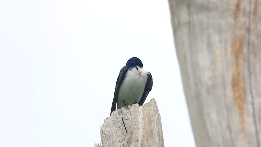 Tree Swallow (Tachycineta bicolor) preening on a tree in a Maggee Marsh, Ohio.
