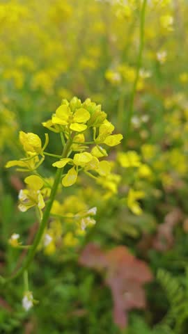 Stunning view from inside vast, vibrant canola field in full bloom during spring with olive tree. Bright yellow flowers create beautiful immersive landscape that symbolizes renewal and natural beauty.