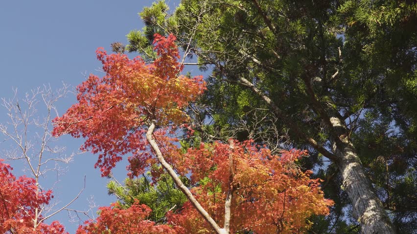 Beautiful Mount Koya (Autumn leaves, Nature, Wakayama)