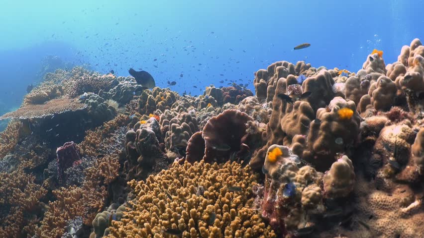 Explore the vibrant coral formations and bustling fish schools in clear blue waters of Similan Islands, Thailand. Sunlight illuminates this underwater paradise, showcasing diverse marine life.