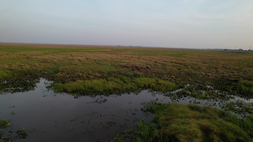 stunning and peaceful aerial shot capturing a group of capybaras in their natural habitat within the vast wetlands of the Venezuelan plains, highlighting the serene and untouched ecosystem