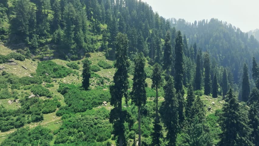 Aerial view of tall alpine trees and lush greenery of Malam Jabba SWAT in Pakistan.